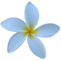 Jasmine IM - icon