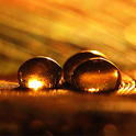Golden Drops Live Wallpaper - icon